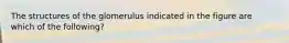 The structures of the glomerulus indicated in the figure are which of the following?