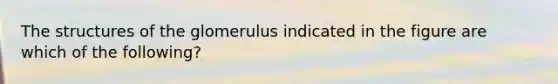The structures of the glomerulus indicated in the figure are which of the following?