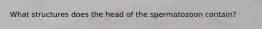 What structures does the head of the spermatozoon contain?