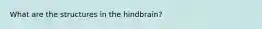 What are the structures in the hindbrain?