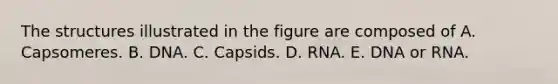 The structures illustrated in the figure are composed of A. Capsomeres. B. DNA. C. Capsids. D. RNA. E. DNA or RNA.