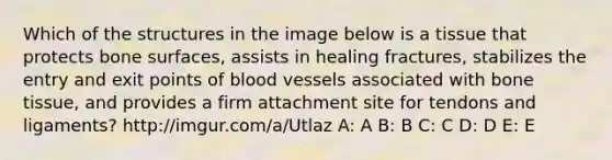 Which of the structures in the image below is a tissue that protects bone surfaces, assists in healing fractures, stabilizes the entry and exit points of blood vessels associated with bone tissue, and provides a firm attachment site for tendons and ligaments? http://imgur.com/a/Utlaz A: A B: B C: C D: D E: E