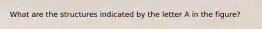 What are the structures indicated by the letter A in the figure?
