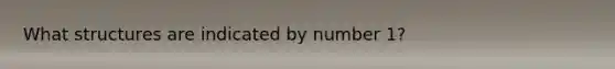 What structures are indicated by number 1?