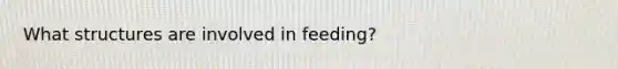 What structures are involved in feeding?