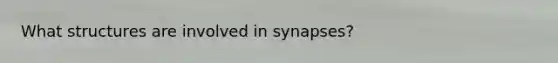 What structures are involved in synapses?