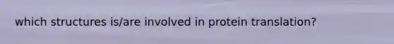 which structures is/are involved in protein translation?