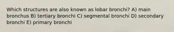 Which structures are also known as lobar bronchi? A) main bronchus B) tertiary bronchi C) segmental bronchi D) secondary bronchi E) primary bronchi