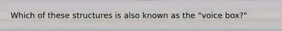 Which of these structures is also known as the "voice box?"