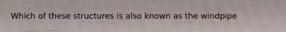 Which of these structures is also known as the windpipe