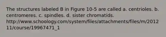 The structures labeled B in Figure 10-5 are called a. centrioles. b. centromeres. c. spindles. d. sister chromatids. http://www.schoology.com/system/files/attachments/files/m/201211/course/19967471_1