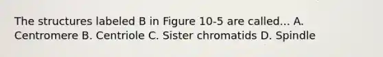 The structures labeled B in Figure 10-5 are called... A. Centromere B. Centriole C. Sister chromatids D. Spindle