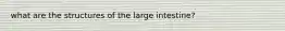 what are the structures of the large intestine?