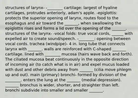 structures of larynx- -________ cartilage: largest of hyaline cartilages, protrudes anteriorly, adam's apple. -epiglottis: protects the superior opening of larynx, routes food to the esophagus and air toward the _______, when swallowing the epiglottis rises and forms a lid over the opening of the _______. structures of the larynx- -vocal folds: true vocal cords, ______ with expelled air to create sound/speech. -________: opening between vocal cords. trachea (windpipe)- 4 in. long tube that connects larynx with _______. walls are reinforced with C-shaped _______ cartilage. lined with ________ mucosa (hairs wave back and forth). The ciliated mucosa beat continuously in the opposite direction of incoming air (to catch what is in air) and expel mucus loaded with dust and other debris away from _______ (cilia move phlegm up and out). main (primary) bronchi- formed by division of the ________. enters the lung at the _______ (medial depression). _______ bronchus is wider, shorter, and straighter than left. bronchi subdivide into smaller and smaller _______.