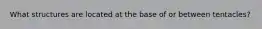 What structures are located at the base of or between tentacles?