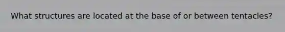 What structures are located at the base of or between tentacles?