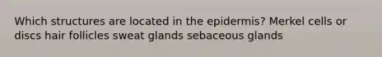 Which structures are located in the epidermis? Merkel cells or discs hair follicles sweat glands sebaceous glands