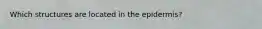 Which structures are located in the epidermis?