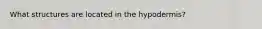 What structures are located in the hypodermis?