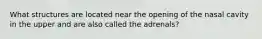What structures are located near the opening of the nasal cavity in the upper and are also called the adrenals?