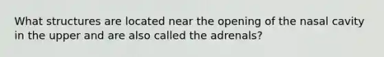 What structures are located near the opening of the nasal cavity in the upper and are also called the adrenals?