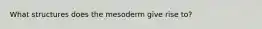 What structures does the mesoderm give rise to?