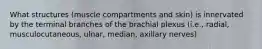 What structures (muscle compartments and skin) is innervated by the terminal branches of the brachial plexus (i.e., radial, musculocutaneous, ulnar, median, axillary nerves)