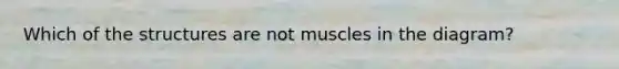 Which of the structures are not muscles in the diagram?