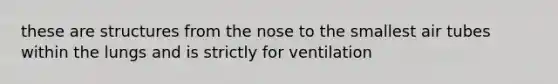 these are structures from the nose to the smallest air tubes within the lungs and is strictly for ventilation