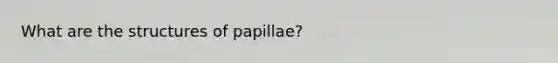 What are the structures of papillae?