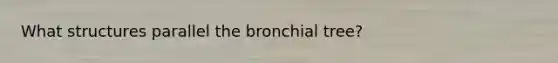 What structures parallel the bronchial tree?