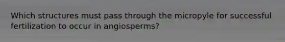 Which structures must pass through the micropyle for successful fertilization to occur in angiosperms?