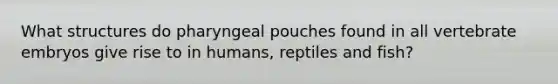 What structures do pharyngeal pouches found in all vertebrate embryos give rise to in humans, reptiles and fish?