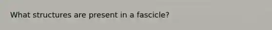 What structures are present in a fascicle?