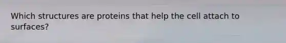 Which structures are proteins that help the cell attach to surfaces?
