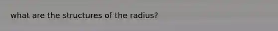 what are the structures of the radius?