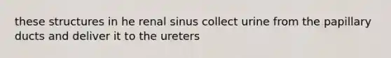 these structures in he renal sinus collect urine from the papillary ducts and deliver it to the ureters