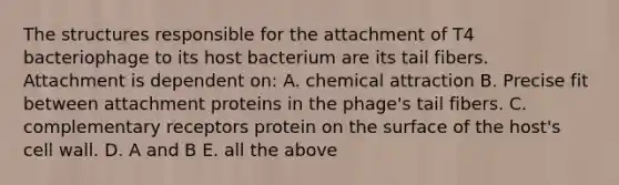 The structures responsible for the attachment of T4 bacteriophage to its host bacterium are its tail fibers. Attachment is dependent on: A. chemical attraction B. Precise fit between attachment proteins in the phage's tail fibers. C. complementary receptors protein on the surface of the host's cell wall. D. A and B E. all the above