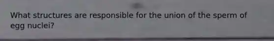 What structures are responsible for the union of the sperm of egg nuclei?