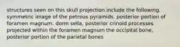 structures seen on this skull projection include the following. symmetric image of the petrous pyramids. posterior portion of foramen magnum. dorm sella, posterior crinoid processes projected within the foramen magnum the occipital bone, posterior portion of the parietal bones