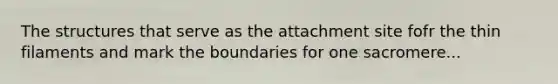 The structures that serve as the attachment site fofr the thin filaments and mark the boundaries for one sacromere...