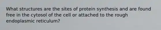 What structures are the sites of protein synthesis and are found free in the cytosol of the cell or attached to the rough endoplasmic reticulum?