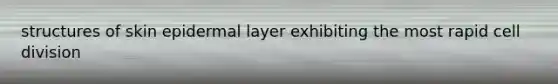 structures of skin epidermal layer exhibiting the most rapid cell division