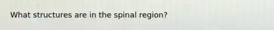 What structures are in the spinal region?