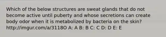 Which of the below structures are sweat glands that do not become active until puberty and whose secretions can create body odor when it is metabolized by bacteria on the skin? http://imgur.com/a/3118O A: A B: B C: C D: D E: E