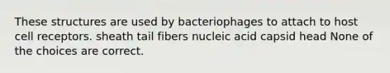 These structures are used by bacteriophages to attach to host cell receptors. sheath tail fibers nucleic acid capsid head None of the choices are correct.