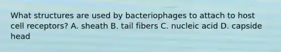 What structures are used by bacteriophages to attach to host cell receptors? A. sheath B. tail fibers C. nucleic acid D. capside head