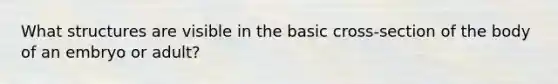 What structures are visible in the basic cross-section of the body of an embryo or adult?