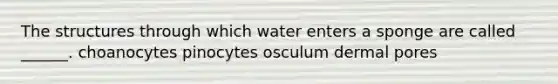 The structures through which water enters a sponge are called ______. choanocytes pinocytes osculum dermal pores