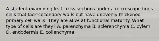 A student examining leaf cross sections under a microscope finds cells that lack secondary walls but have unevenly thickened primary cell walls. They are alive at functional maturity. What type of cells are they? A. parenchyma B. sclerenchyma C. xylem D. endodermis E. collenchyma